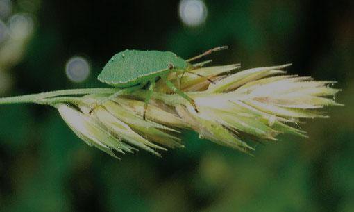 DANS LE PROCHAIN NUMÉRO : Agir sur les interactions biologiques