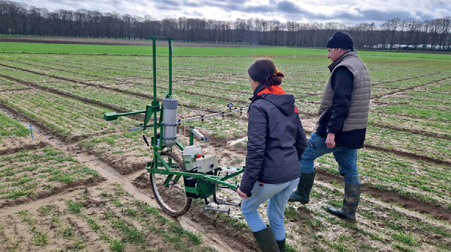 Impact des mélanges sur l’évolution de Zymoseptoria tritici