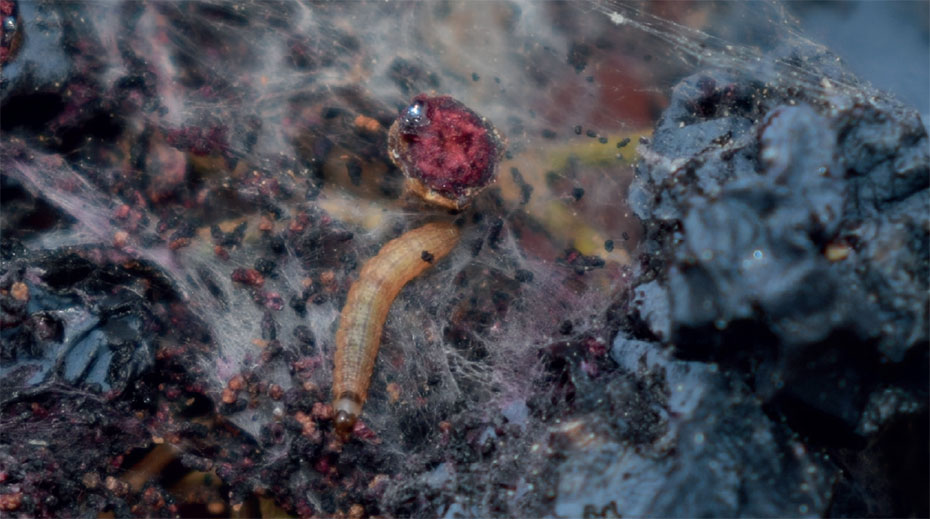 Cryptoblabes gnidiella poursuit sa colonisation du vignoble français