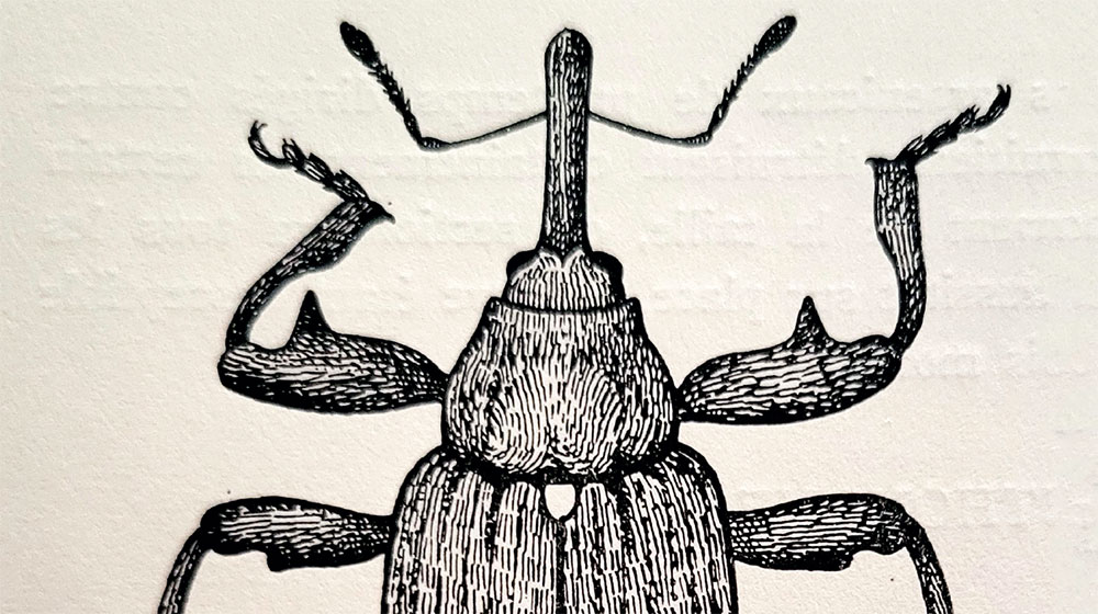 Anthonomage et hommage à l’anthonome
